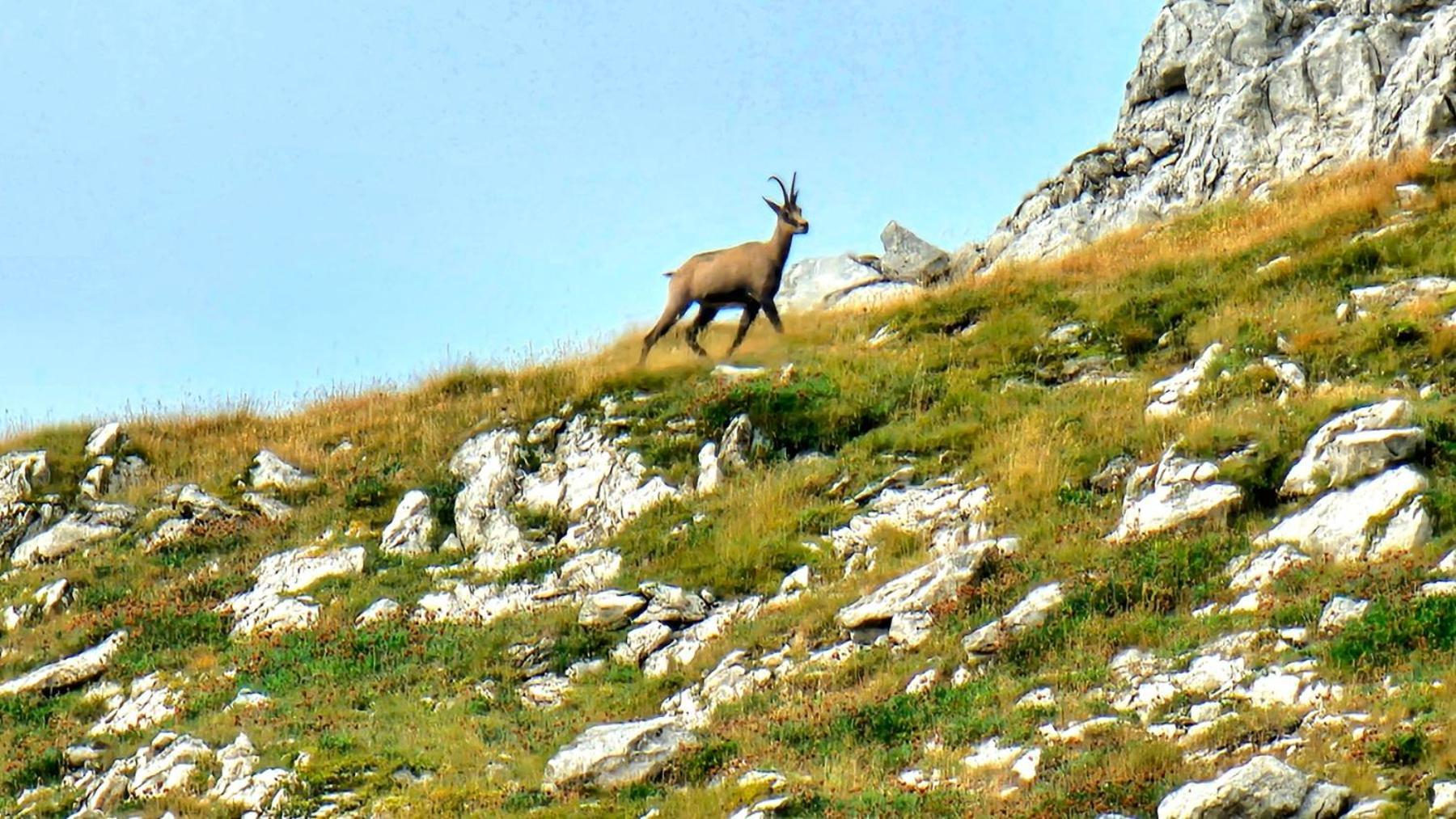 Magic Mountain Villa Zabljak  Bagian luar foto