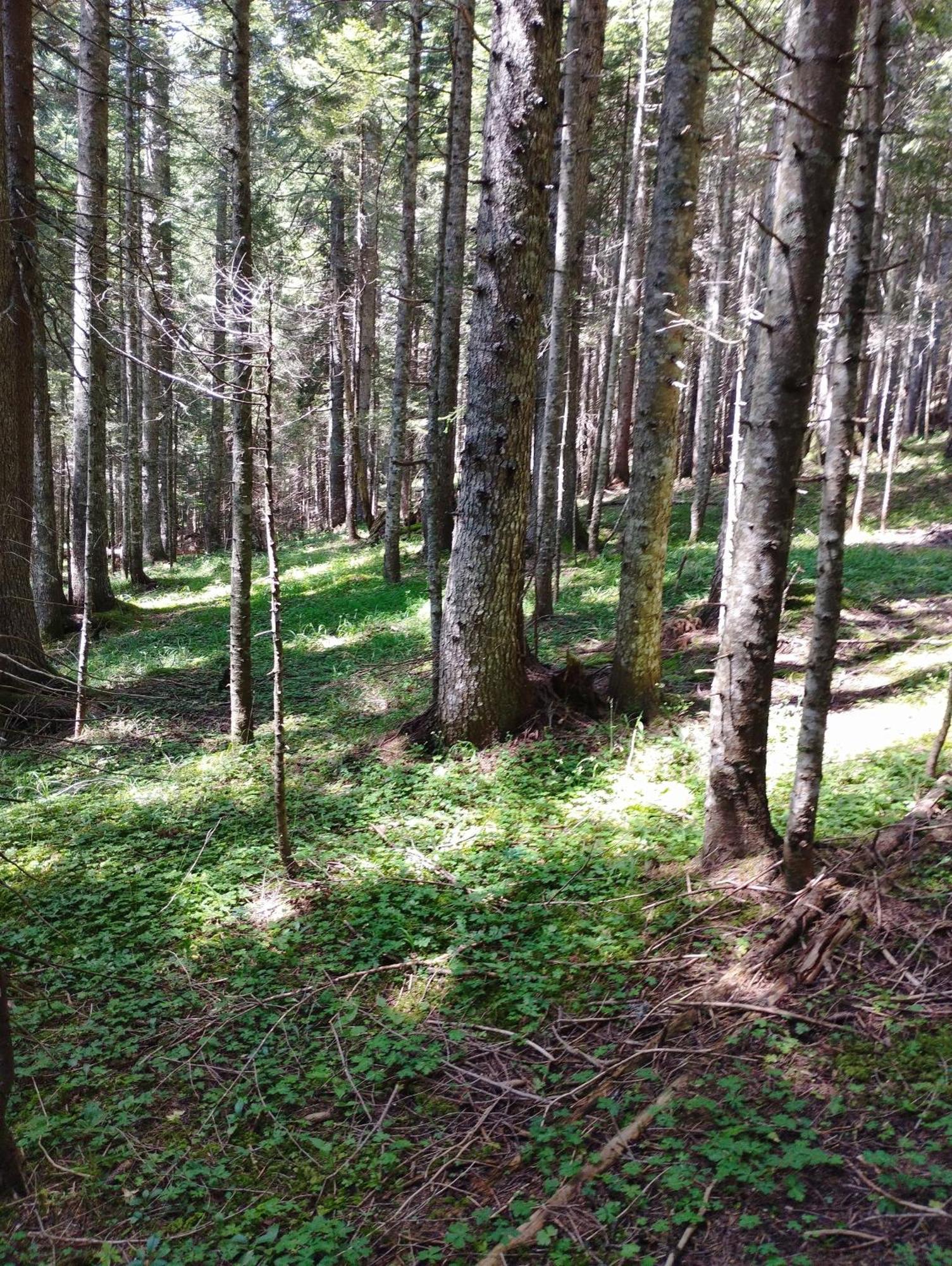 Magic Mountain Villa Zabljak  Bagian luar foto